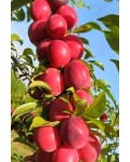 Слива колоноподібна Рубін (рання) | Prunus сolumnar Rubin | Слива колоновидная Рубин (ранняя)
